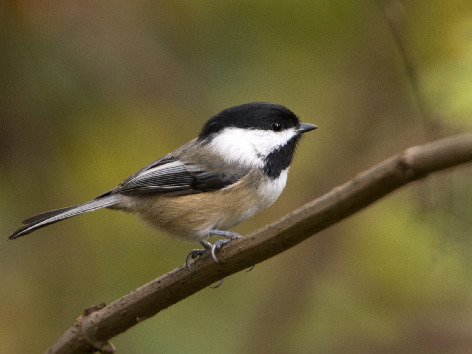 Chickadee on a branch