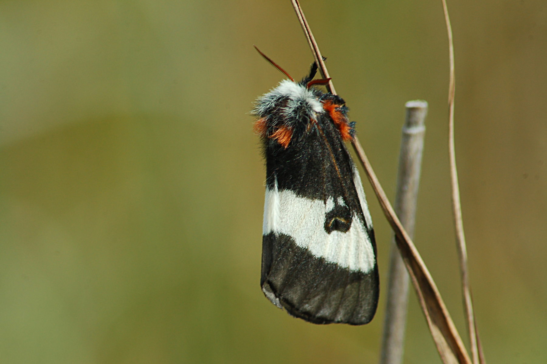 Buck Moth in the Long Island Pine Barrens