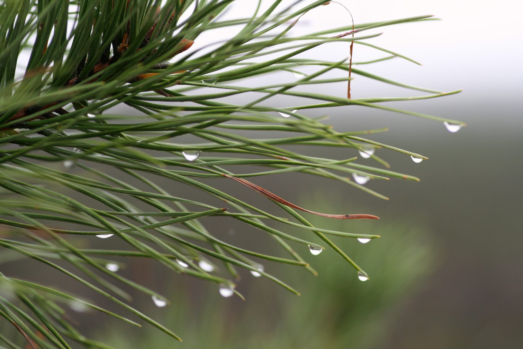 Pitch pine needles with water droplets