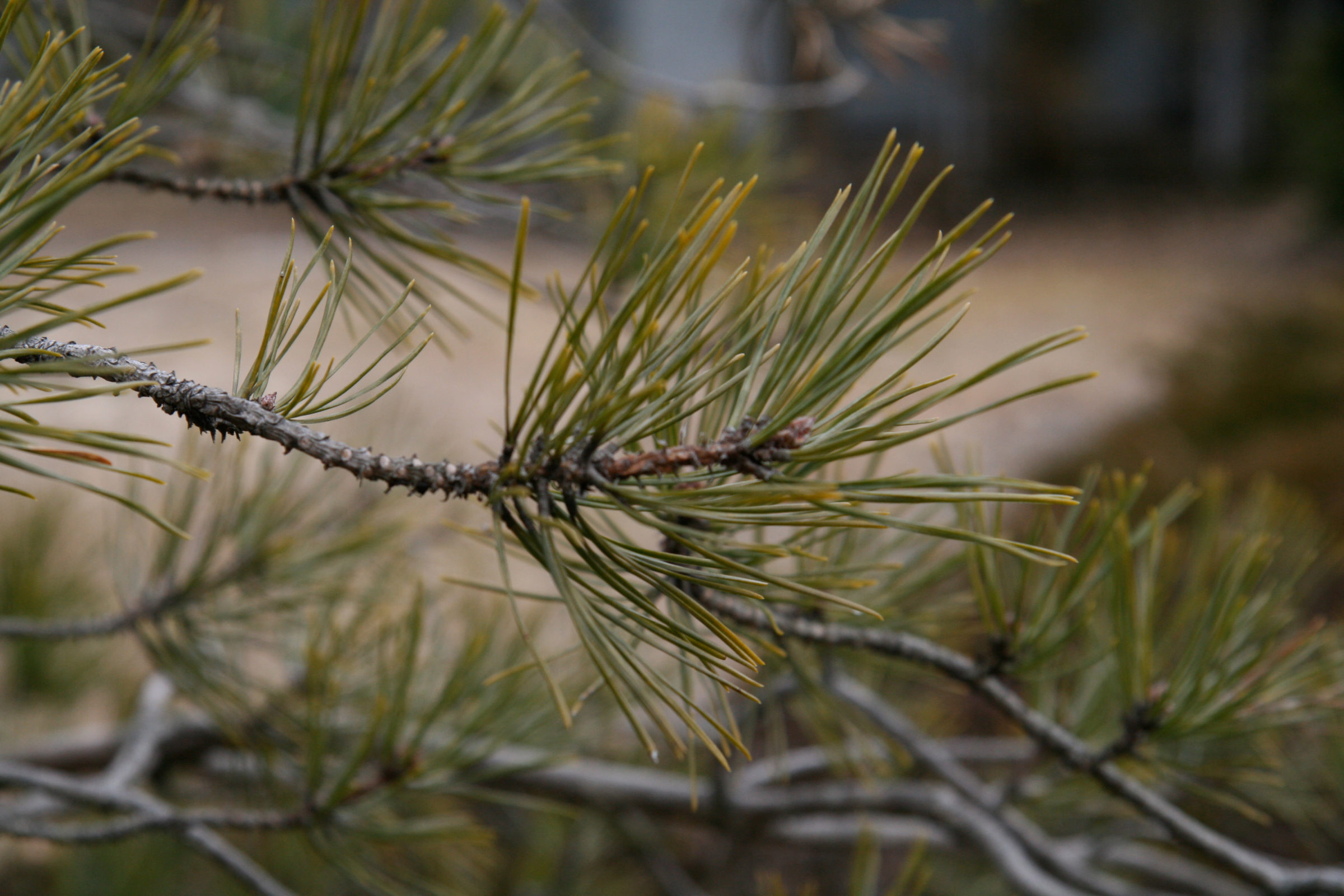 Pitch Pine branches and needles