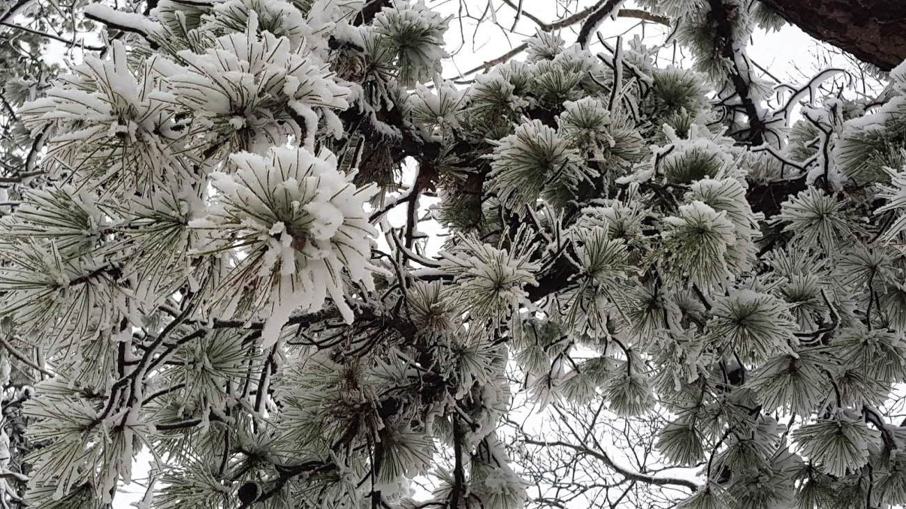 Pitch Pine limbs covered with snow
