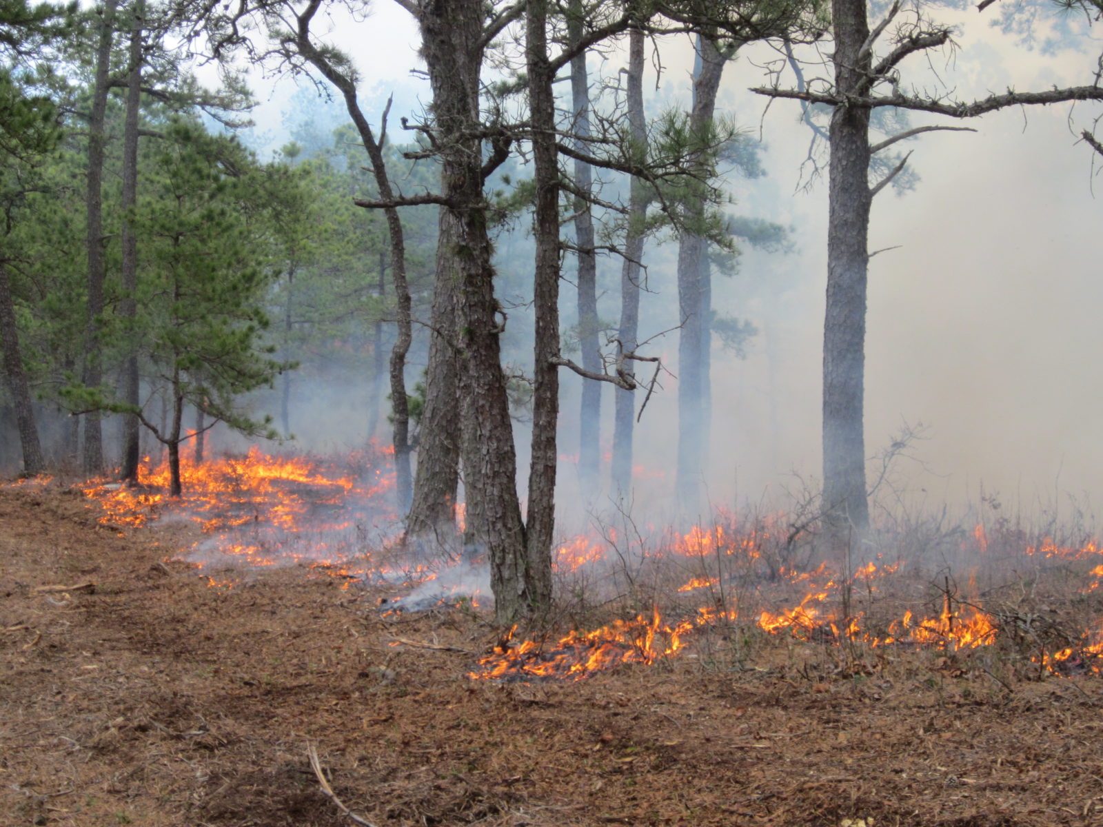 Prescribed fire