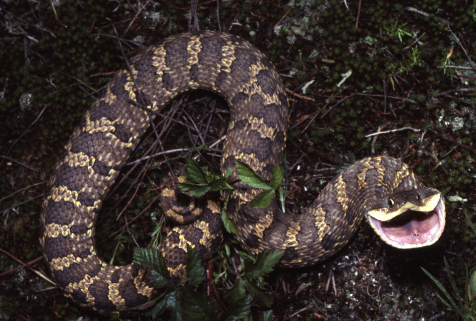 Photographing the Long Island Pine Barrens