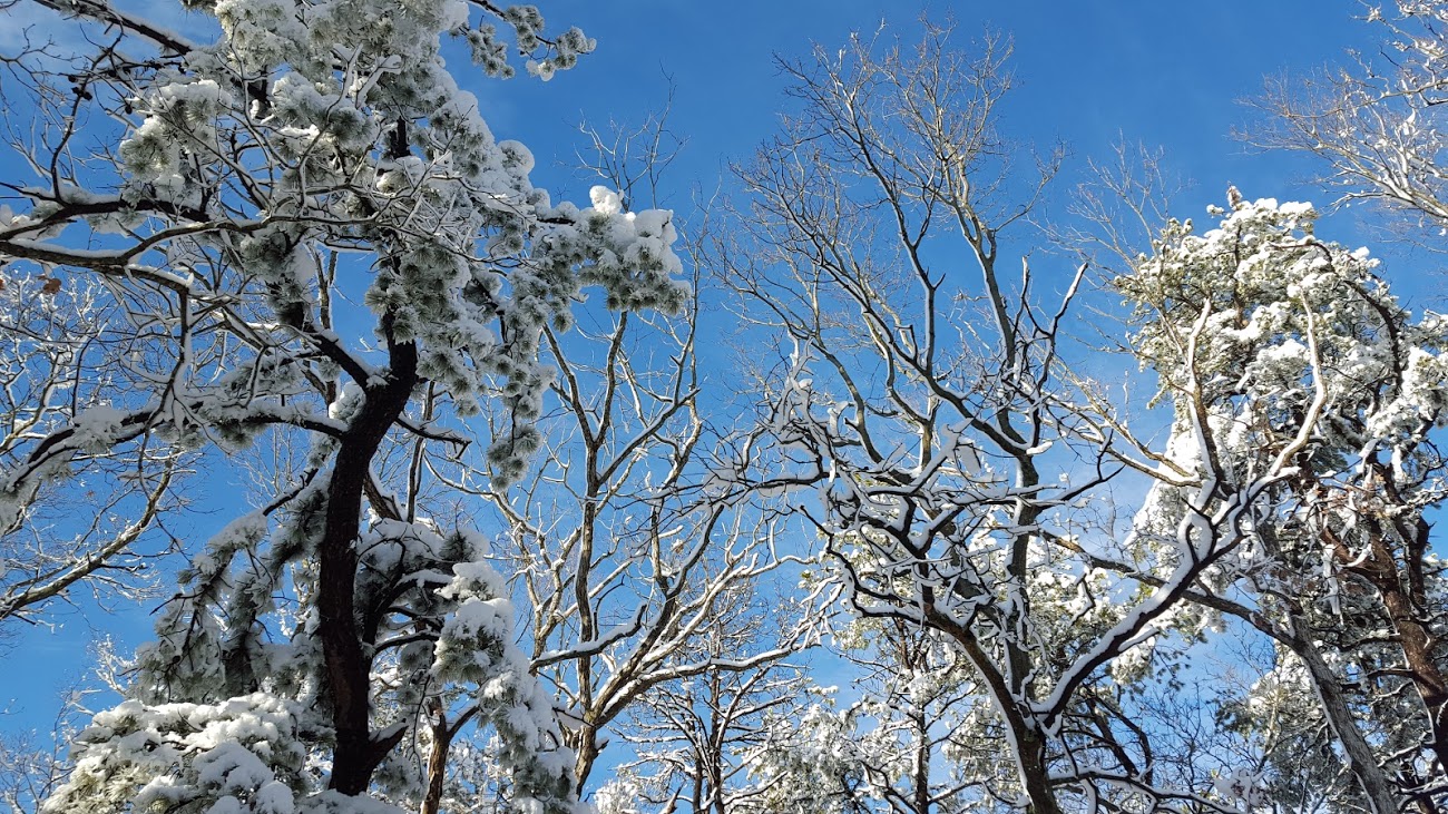 Photographing the Long Island Pine Barrens