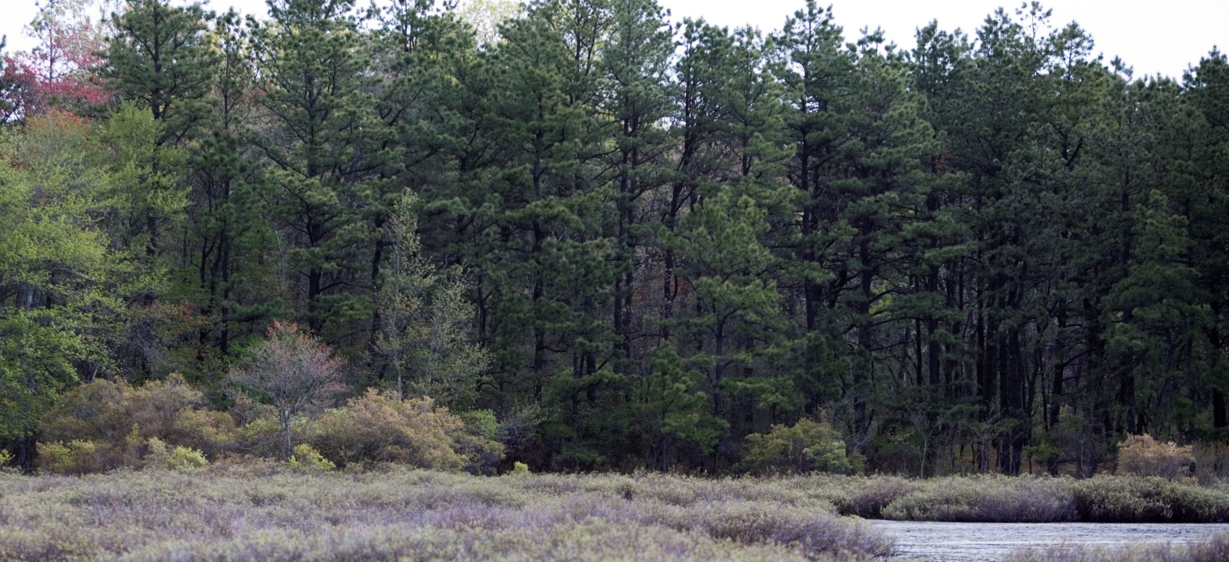 Pine Barrens Woods