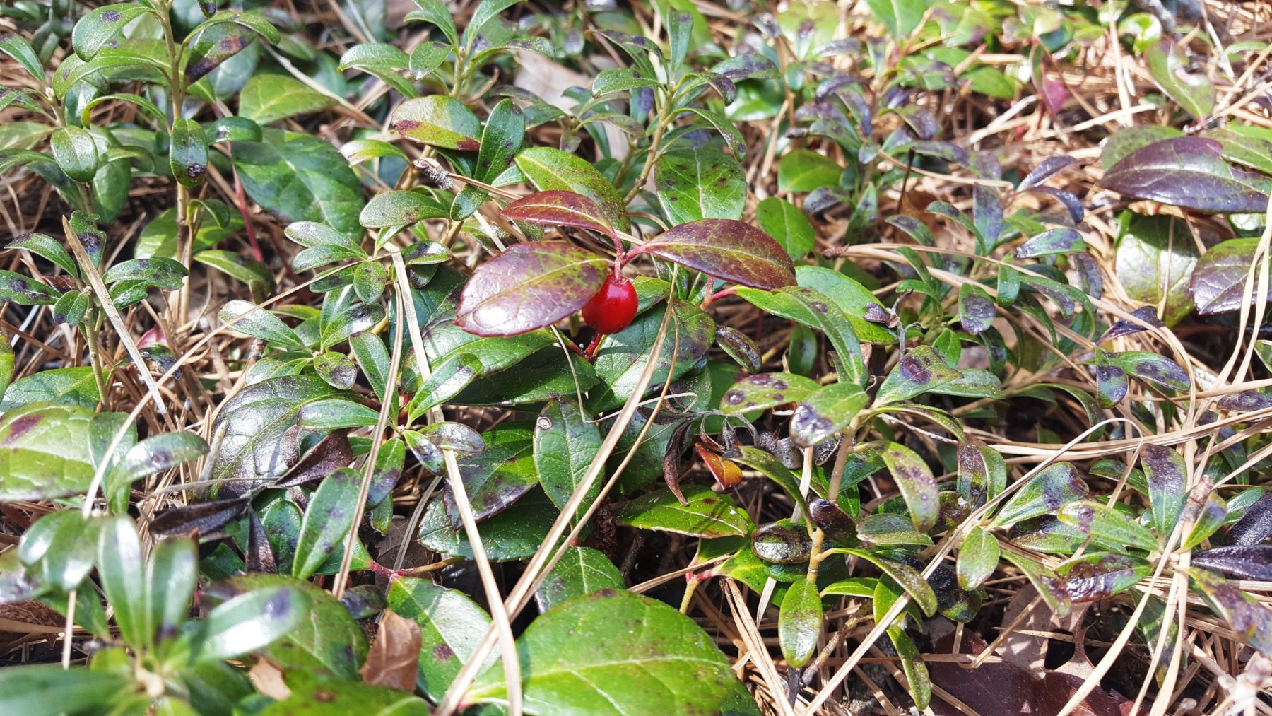 Wintergreen plant with red berry