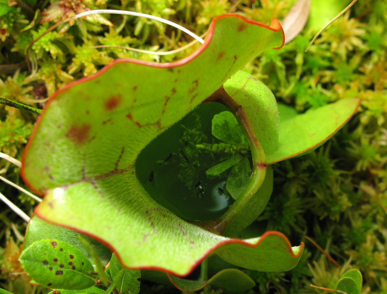 Pitcher Plant a carnivorous plant has captured a moth