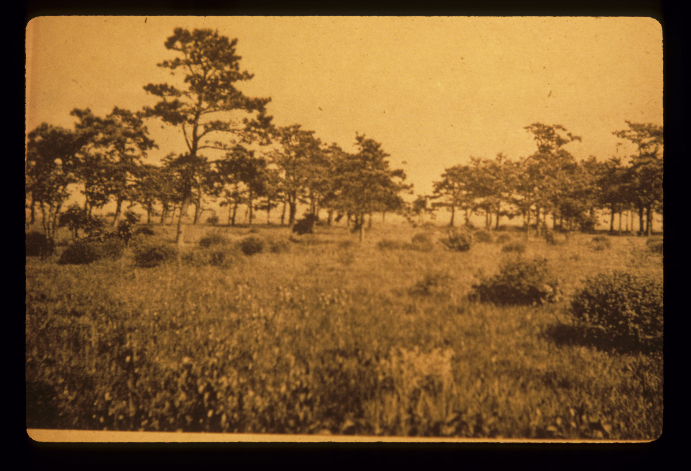 Historical sepia toned photo of the pine barrens