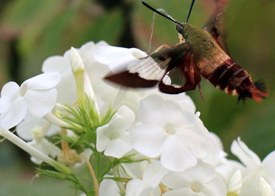 Moth Pollinators The Nocturnal Pollinator