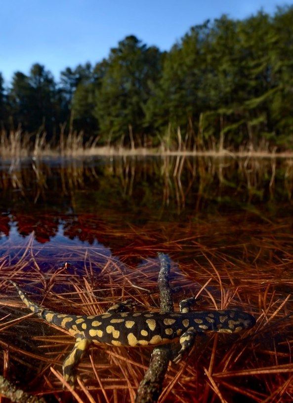 eastern tiger salamander in water in the pine barrens
