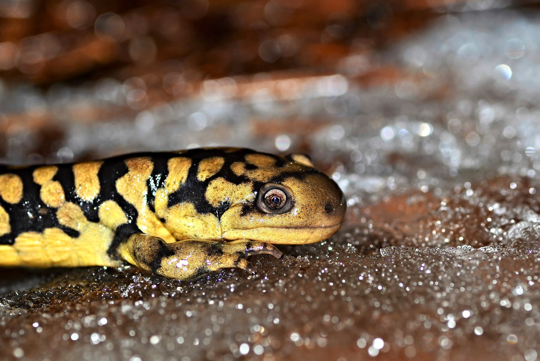 Eastern Tiger Salamander on the ground