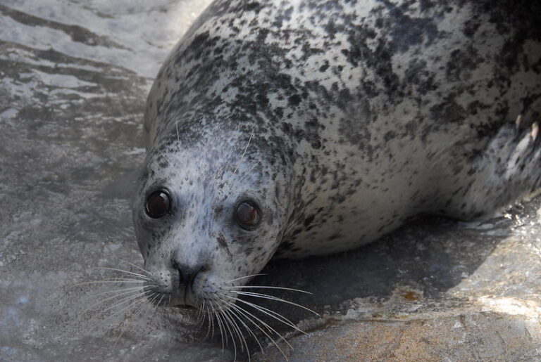 Seal Watching on Long Island