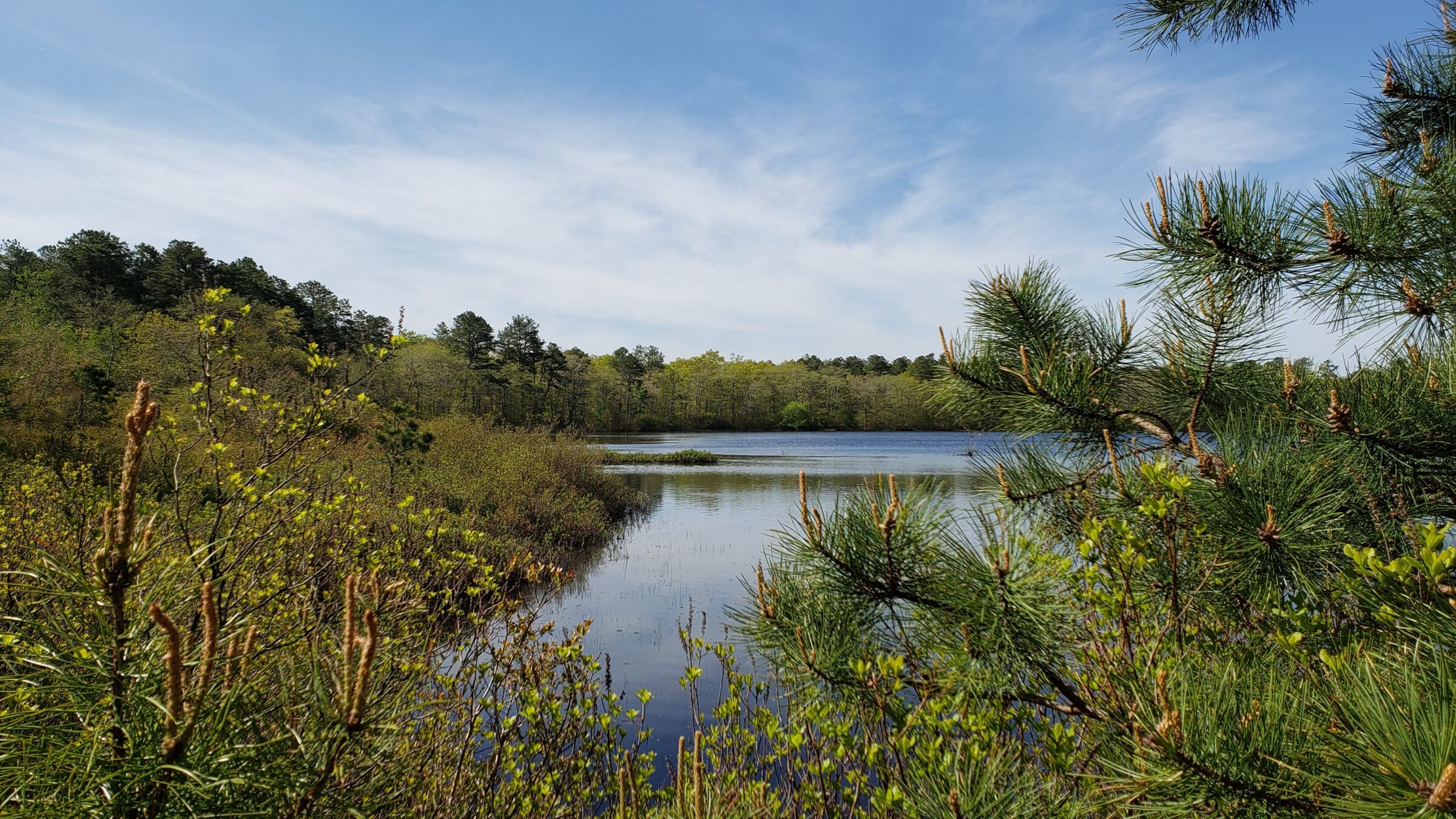 Coastal Plain Pond in the Long Island Pine Barrens