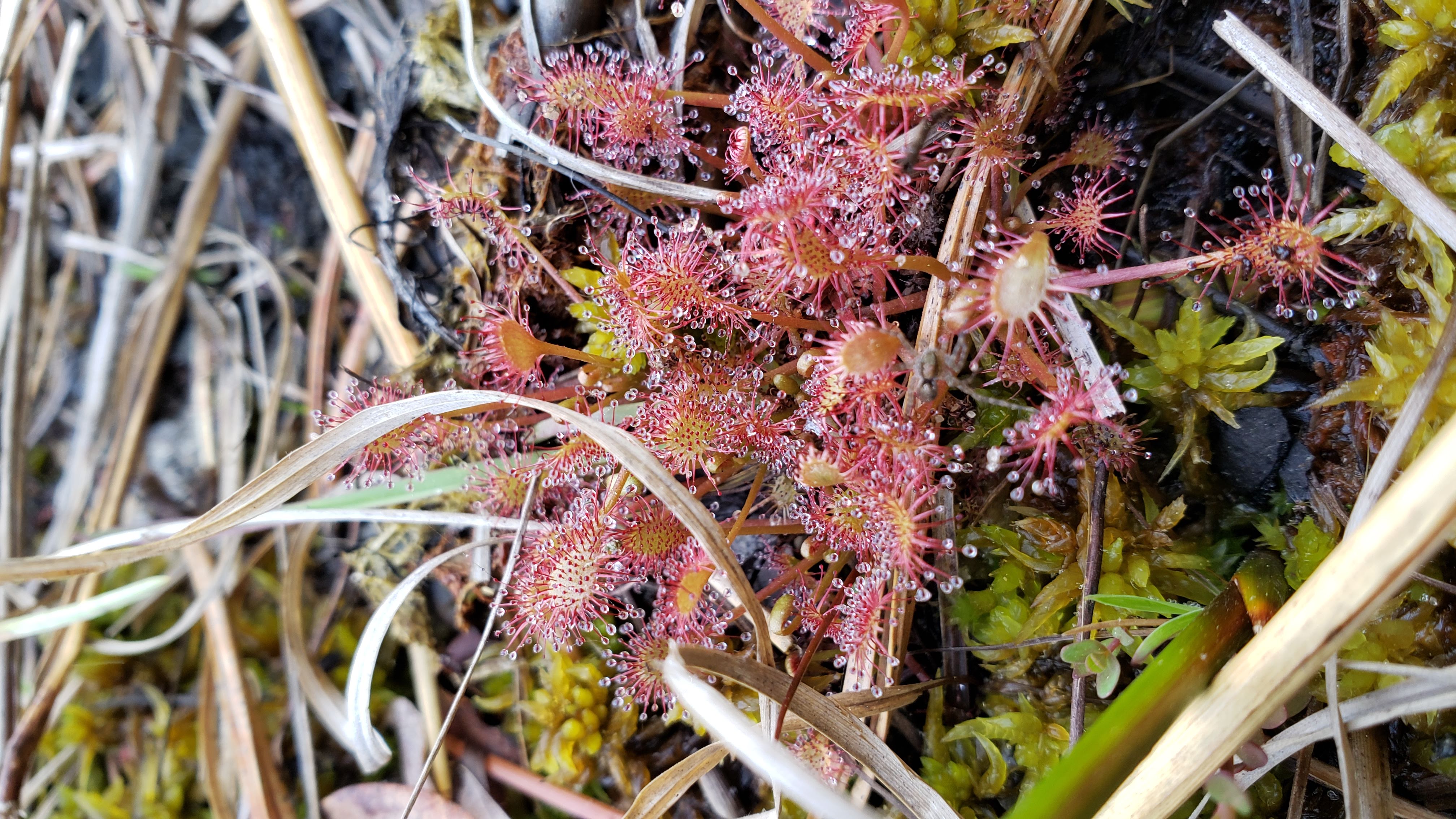 a group of spatulate leaved sundews a carnivorous plant along a pond shore