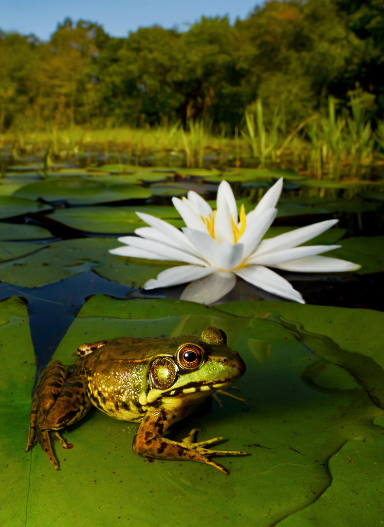 Green frog on a lily pad in the long island pine barrens