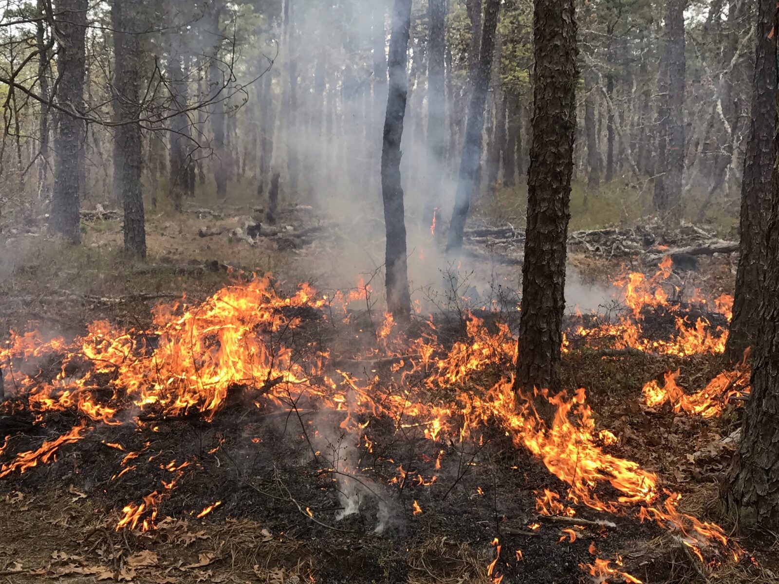 prescribed fire in the long island pine barrens