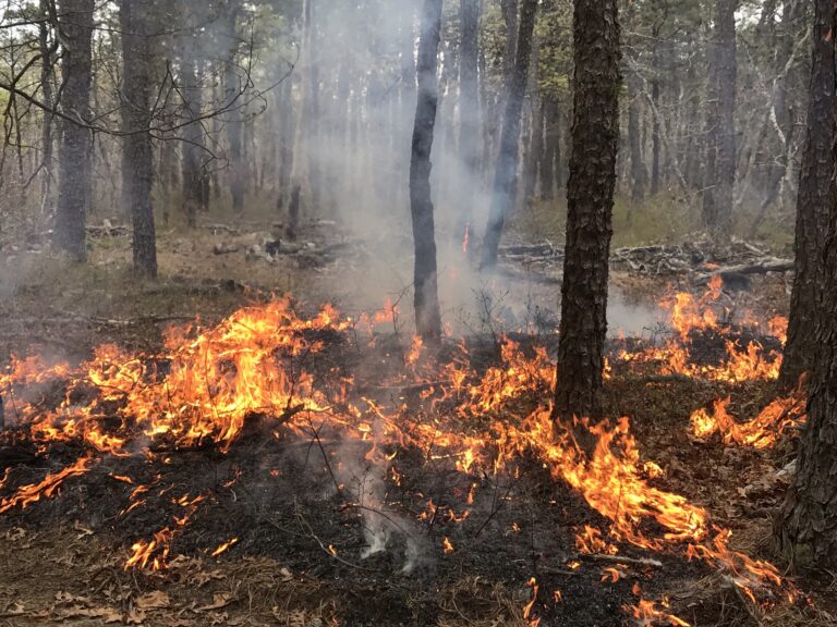 Fire Keeps the “Pine” in “Pine Barrens”