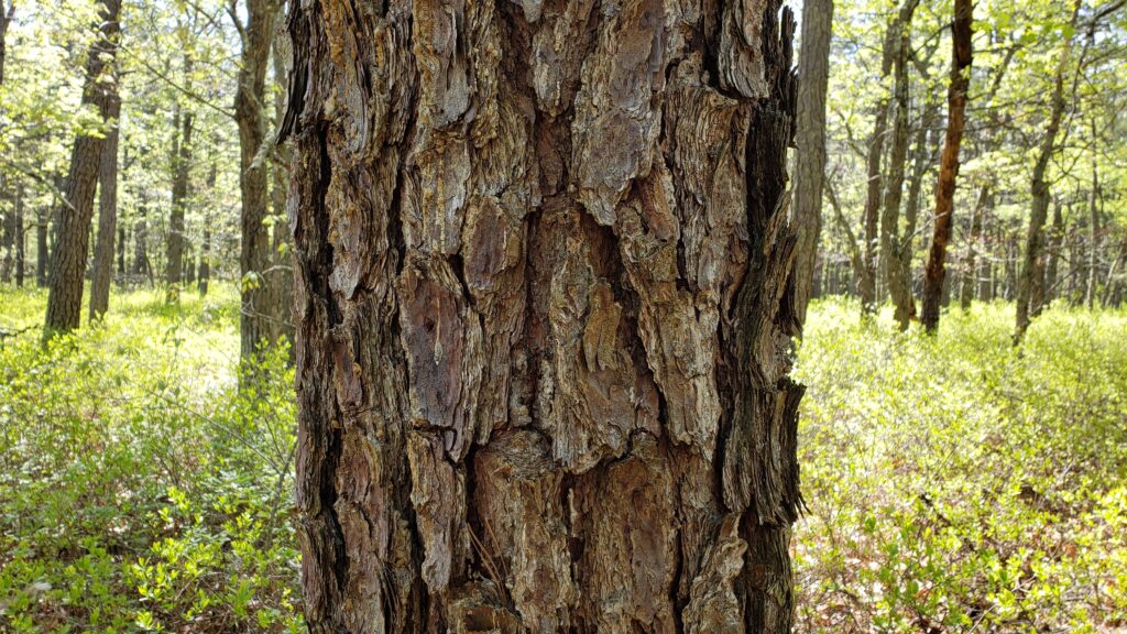 bark of a pitch pine tree