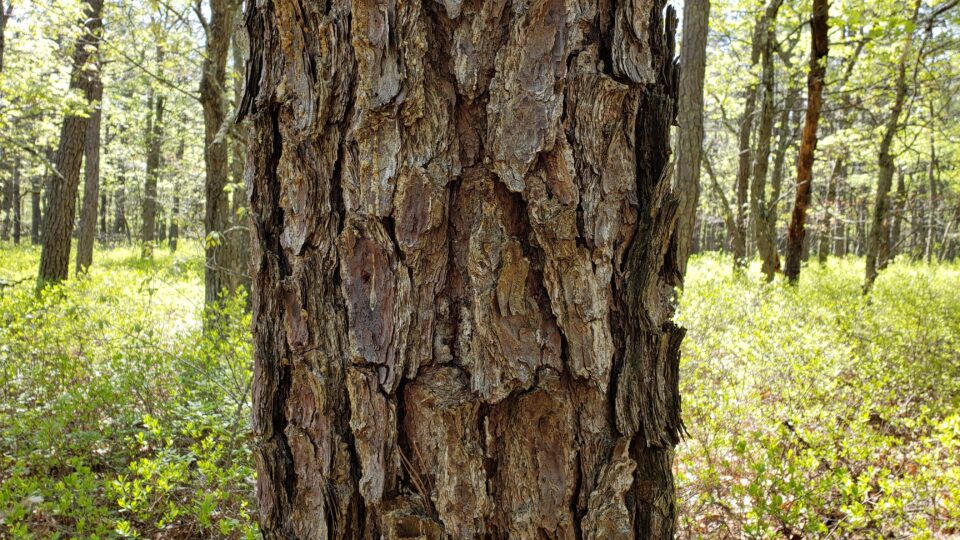 Fire Keeps the “Pine” in “Pine Barrens”