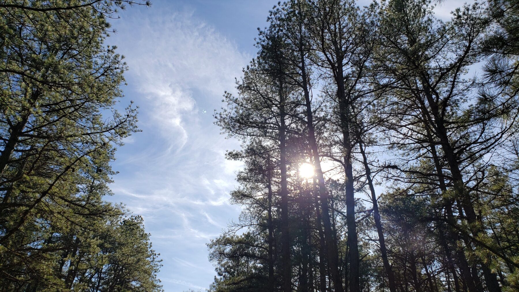 view of sun through pitch pine needles cranberry bog county park