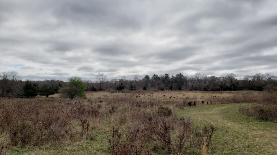 Top 5 Favorite Pine Barrens Hiking Spots
