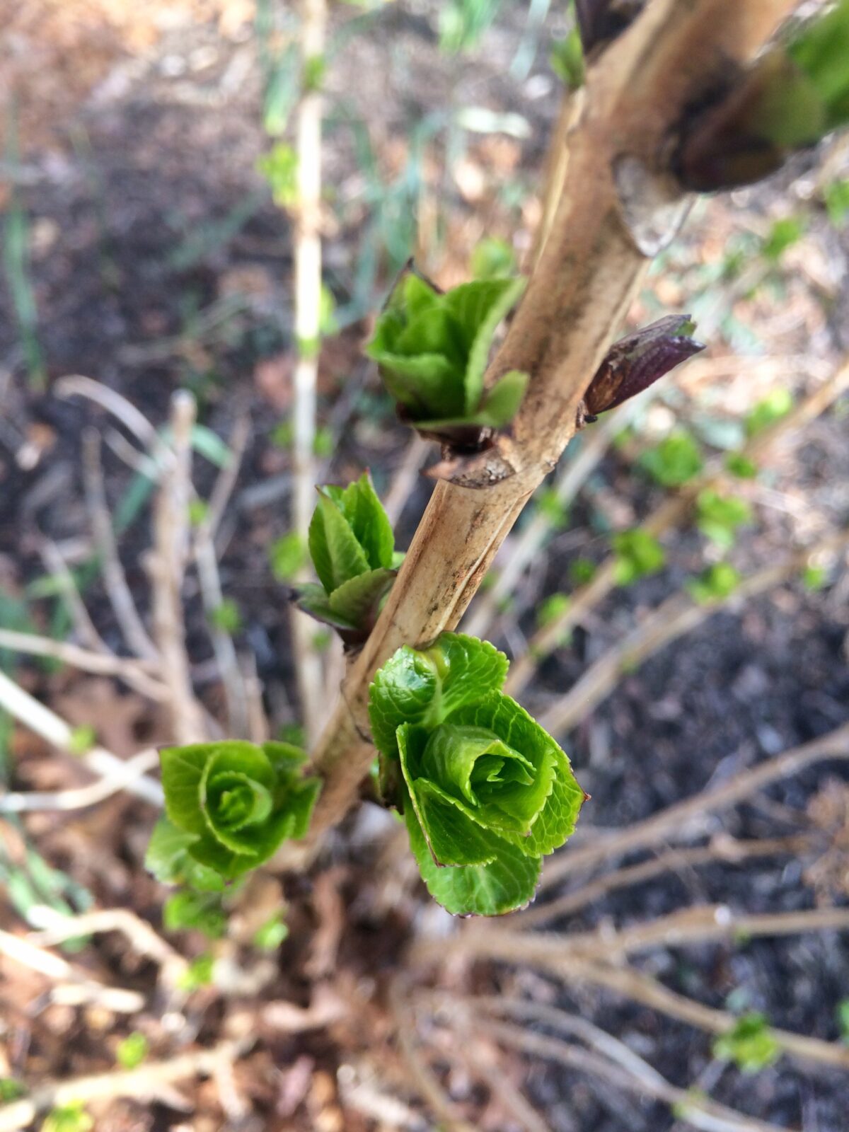How do flowers know to bloom in the spring?