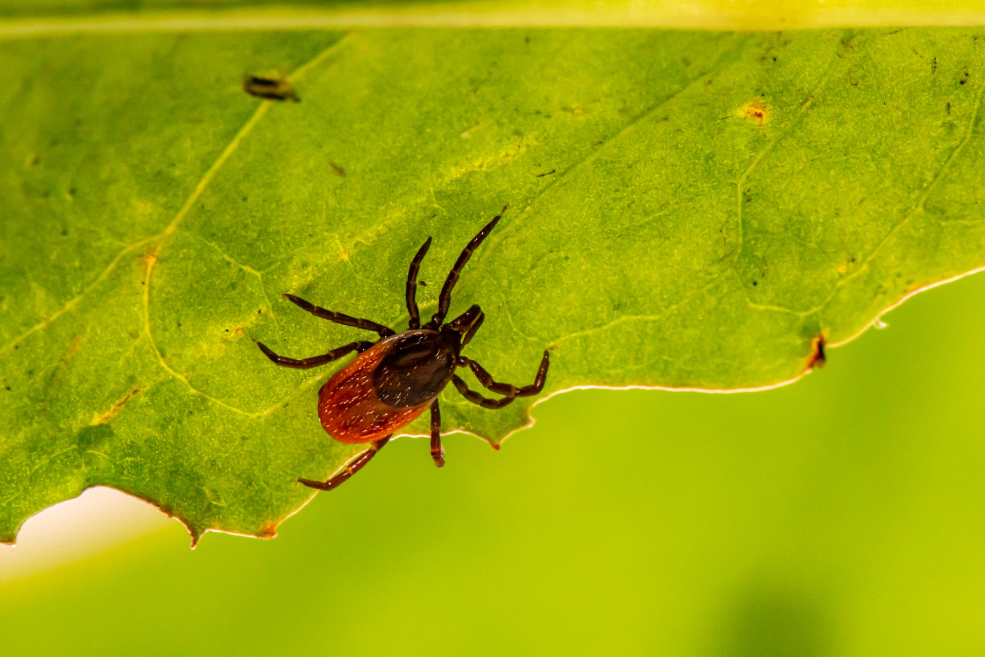 Protecting Yourself From Ticks
