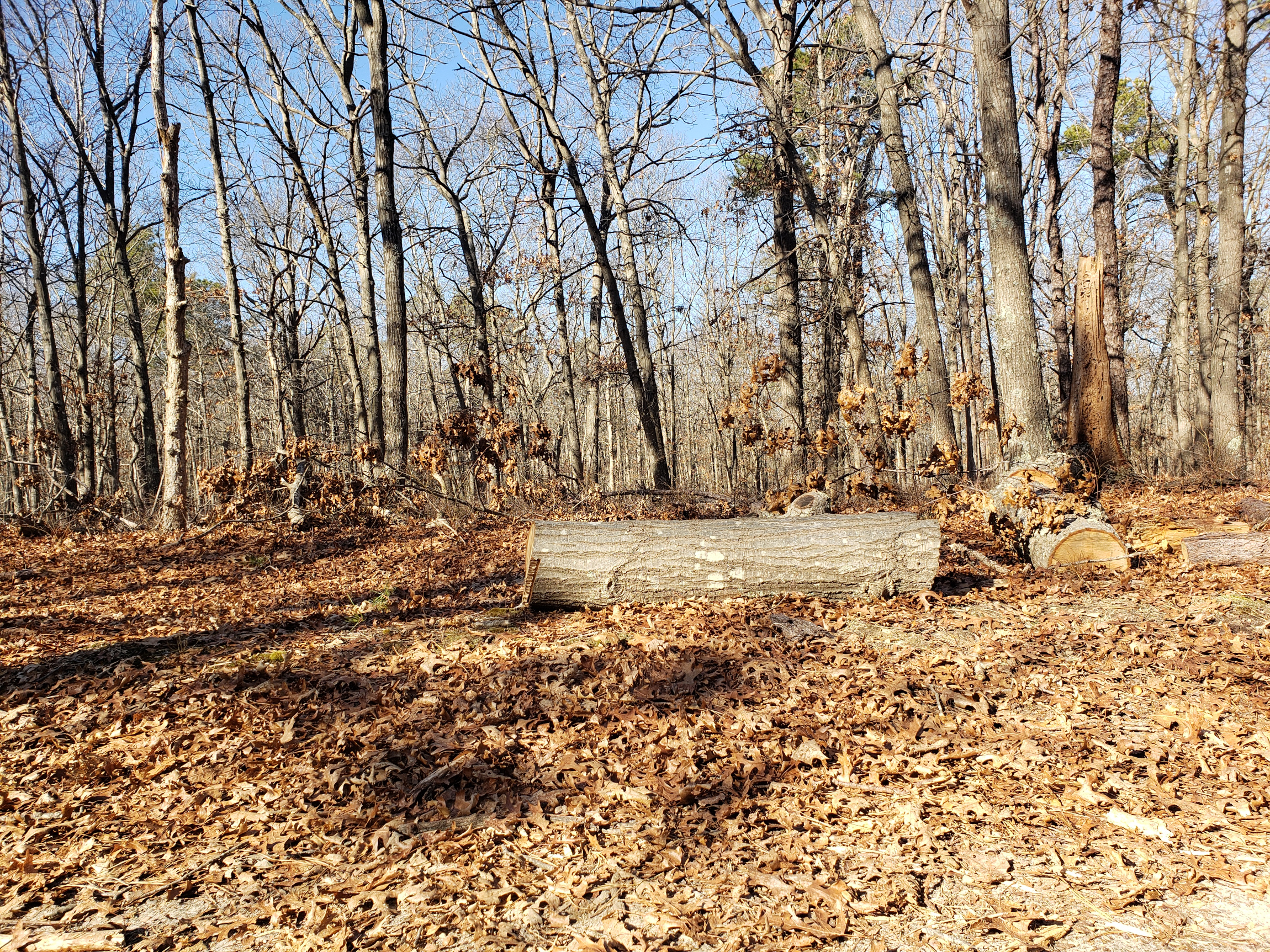 Finding a Seat in The Pine Barrens