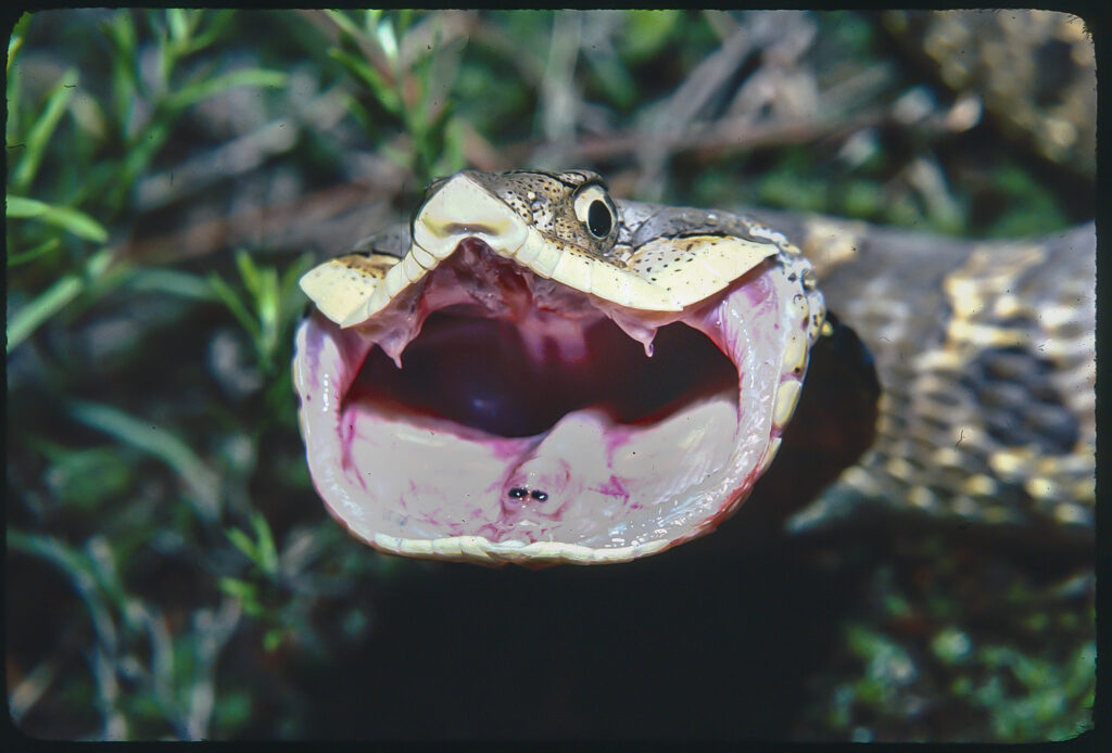 A hognose snake with its mouth opened wide.