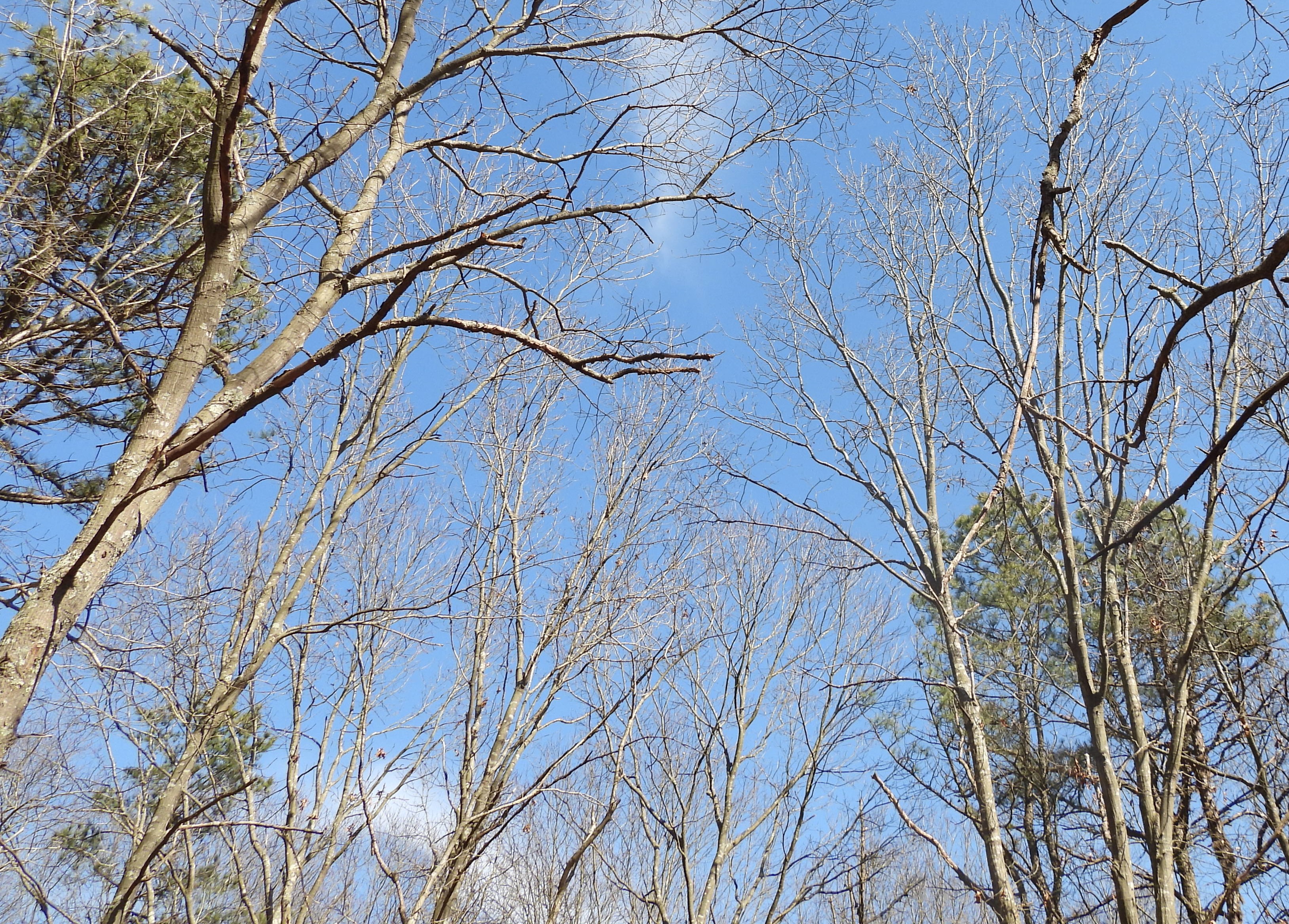 March 2024: Fish Thicket Preserve