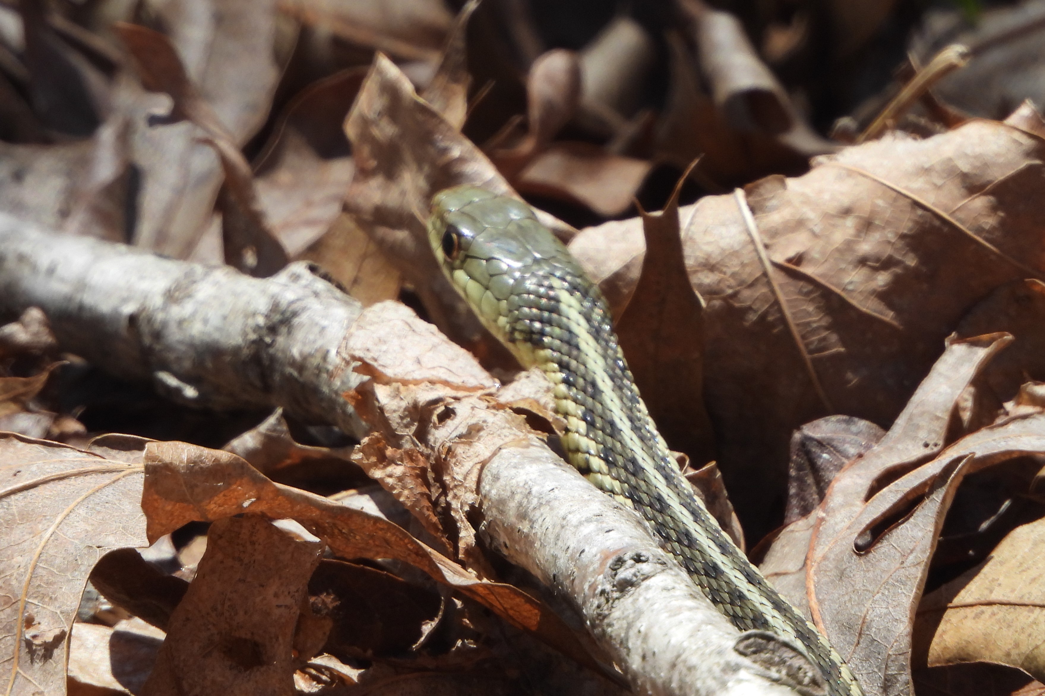 April 2024: Caleb Smith State Park Preserve