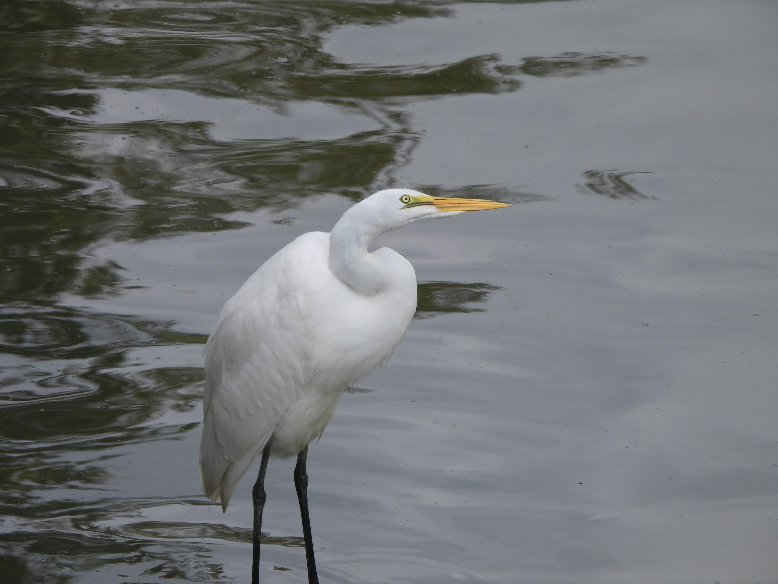 August 2025: Frank Melville Memorial Park