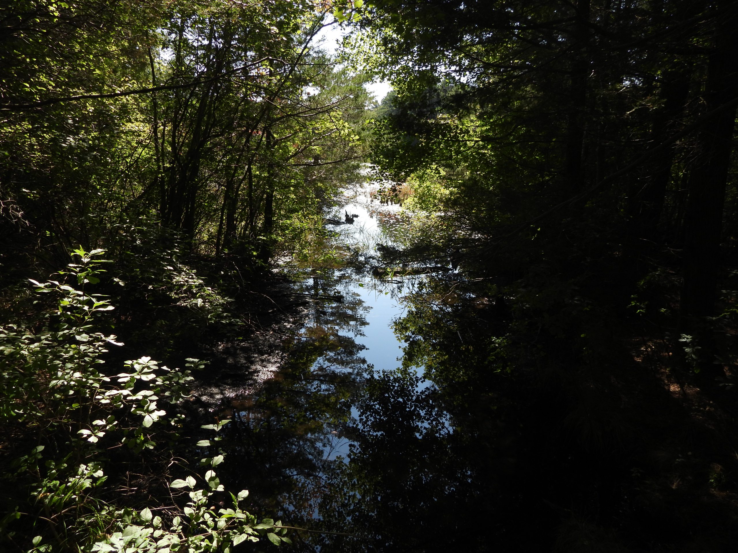 September 2025: Cranberry Bog Nature Preserve