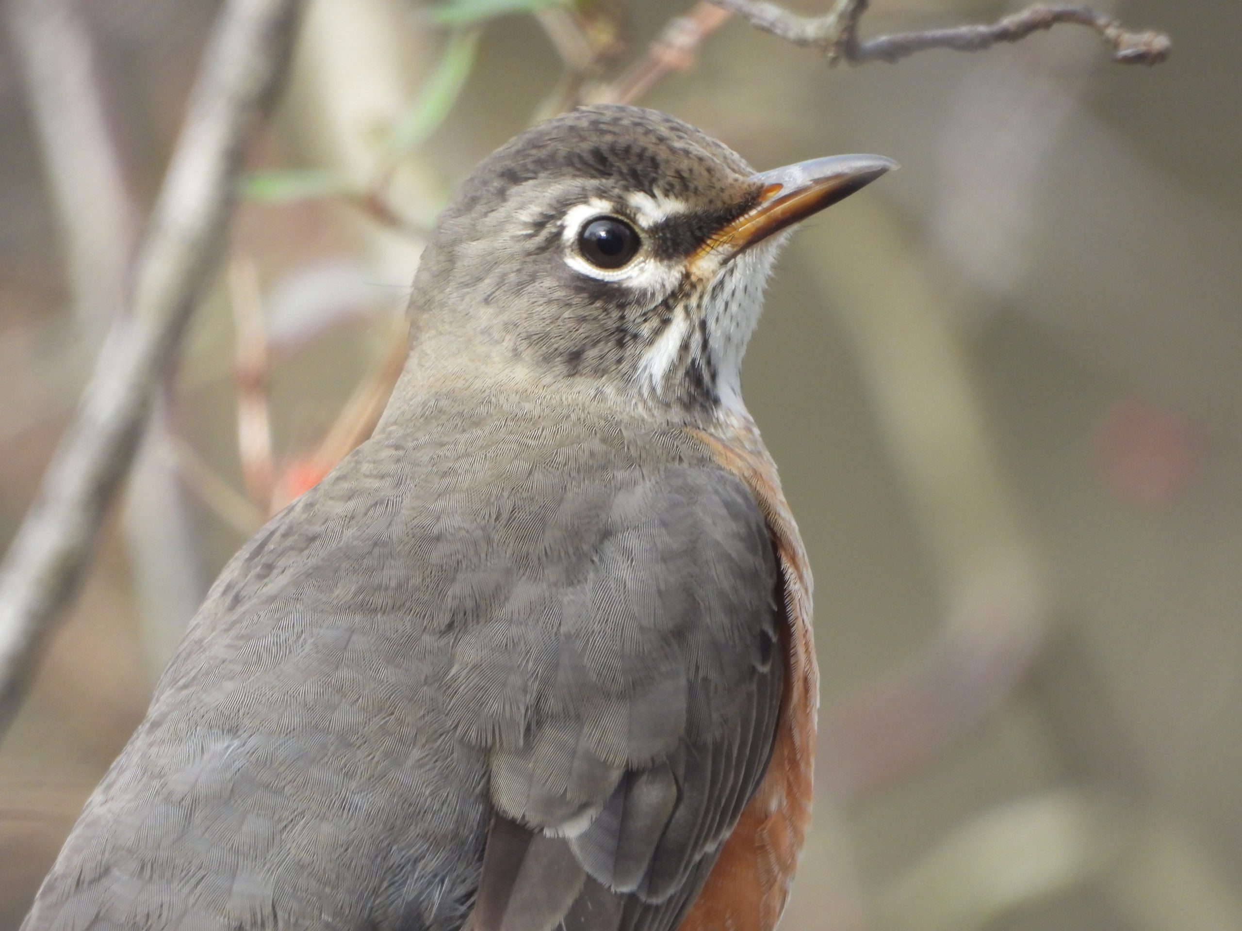 November 2025: Wertheim National Wildlife Refuge