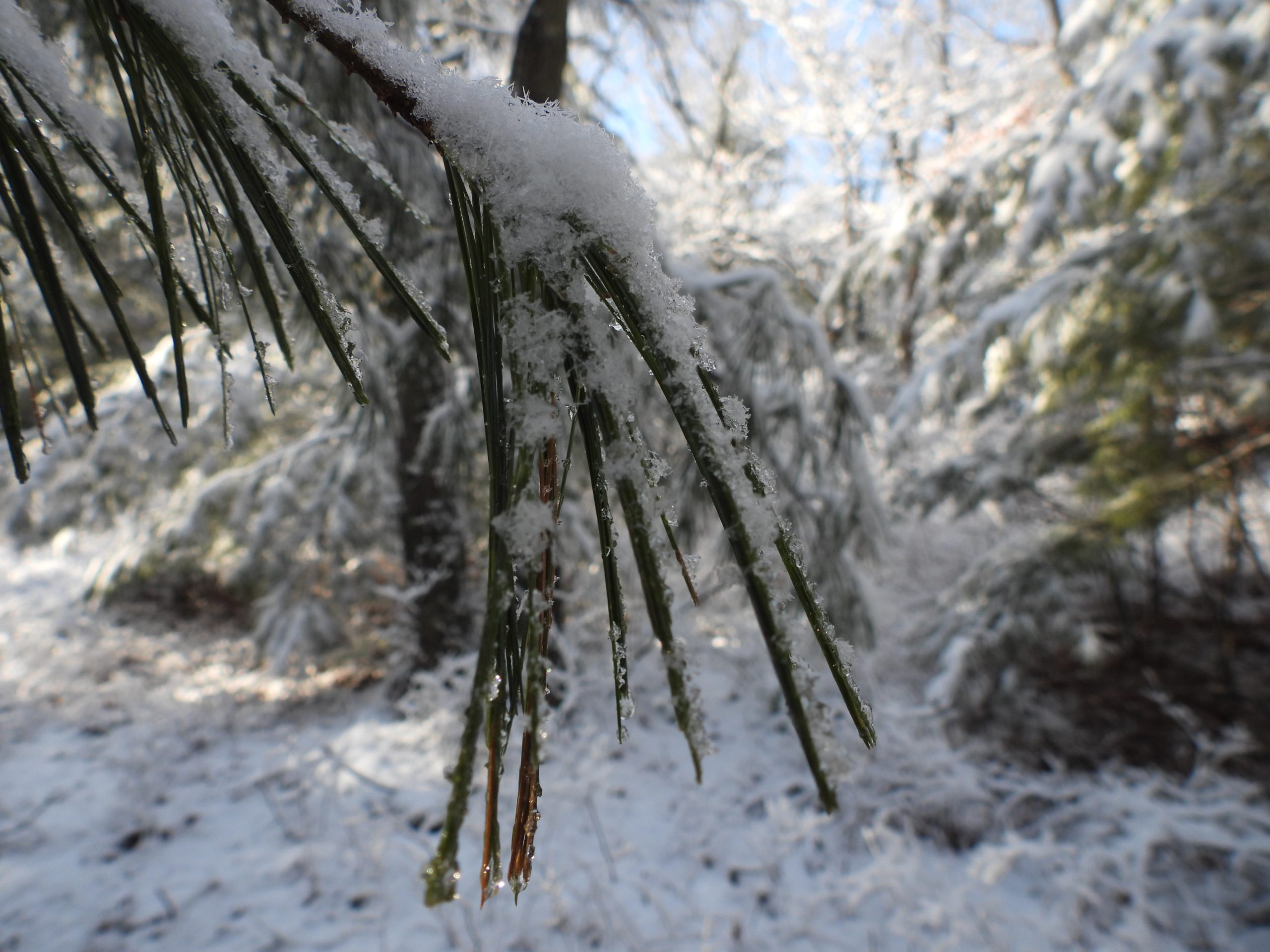 January 2026: Cathedral Pines County Park