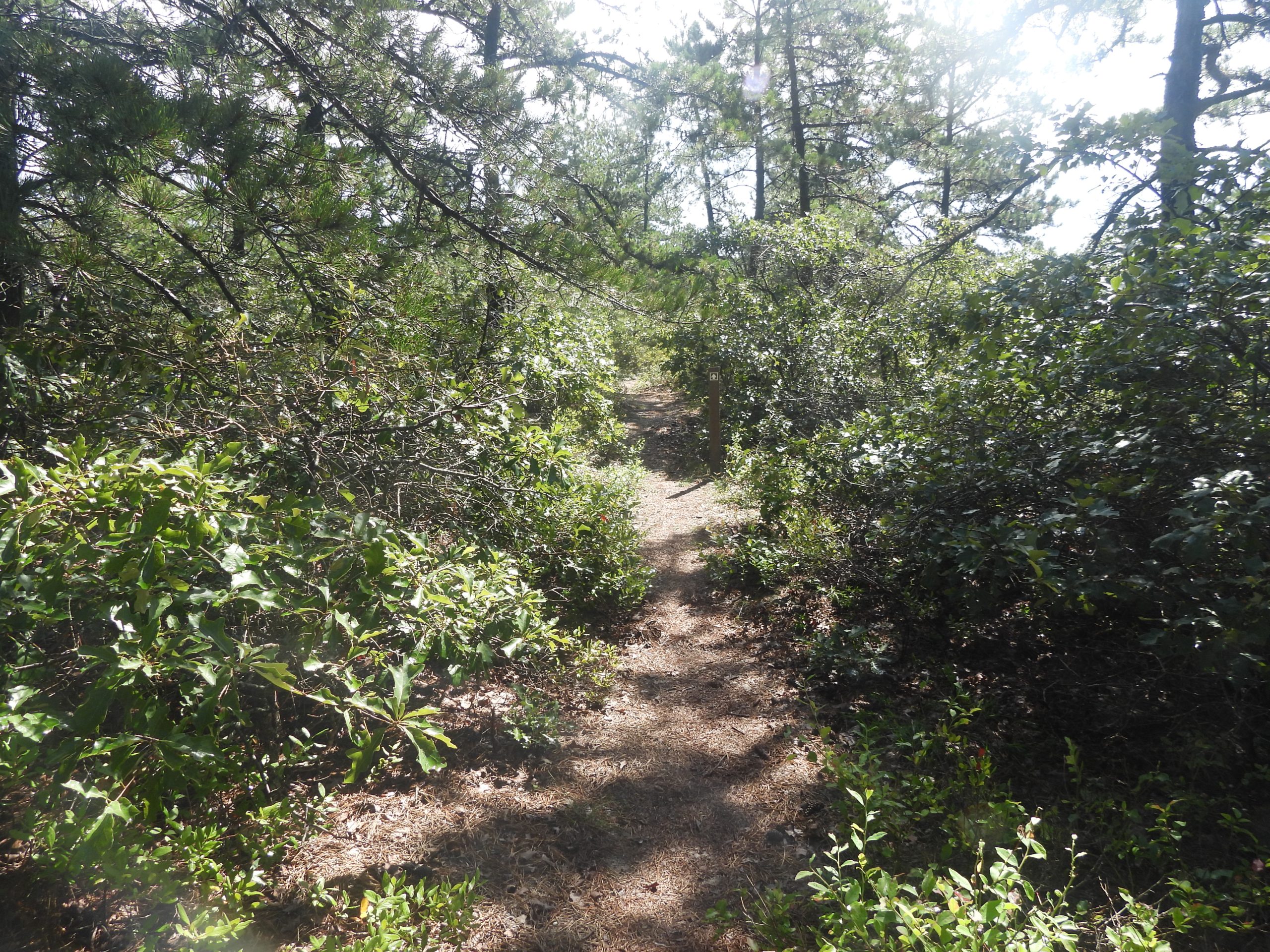 August 2026: Dwarf Pine Plains Preserve